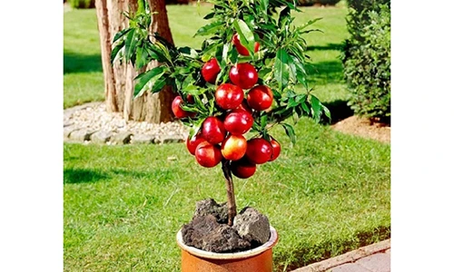 Xu hướng trồng cây cảnh lùn ăn quả 100% người đều mê