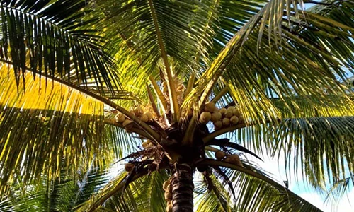 Mướt mắt “nhan sắc” trái dừa Phú Quý nhìn là mê