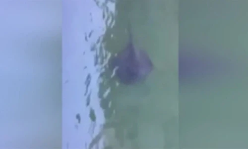 Clip "thủy quái" lạ gây hoang mang toàn Venice