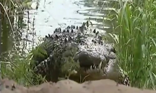 Cá sấu hung hãn chiến đấu với cả bầy sư tử