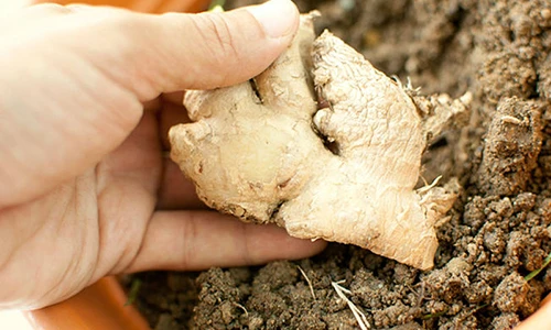 Cách trồng ba loại gia vị thiết yếu tại nhà cực dễ 