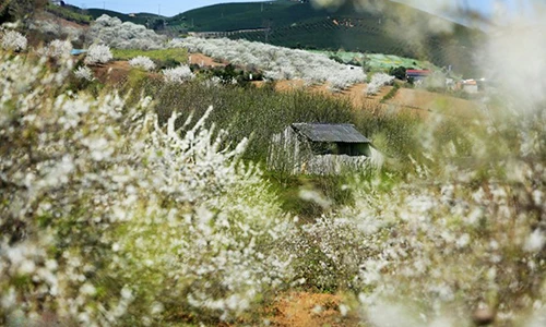 Vẻ đẹp lộng lẫy của Mộc Châu trong những ngày giáp Tết 