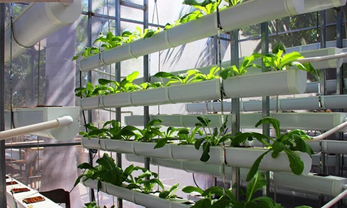 Dân thành phố "chịu chi" mua xơ dừa để trồng rau sạch