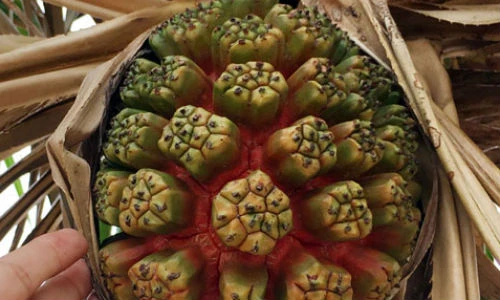 Đồi dứa dại bạt ngàn trên đảo An Bình