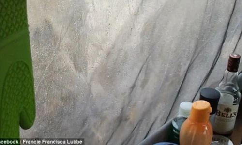 Clip: Vợ chồng đang ngủ hoảng hồn thấy sư tử nằm ngay cạnh