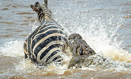 Ngựa vằn xuất thần phản đòn cá sấu, thoát chết thần kỳ