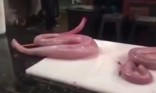 Kinh hoàng rắn bị lột da, chặt đầu vẫn quay sang tấn công người