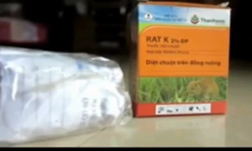 Kinh hoàng chuột sinh sôi khi nông dân dùng thuốc...diệt chuột