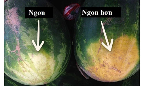 Bí kíp chọn dưa hấu ngon chuẩn không cần chỉnh