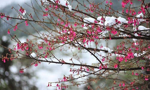 Chiêm ngưỡng hoa rừng vươn mình khoe sắc trong tuyết trắng