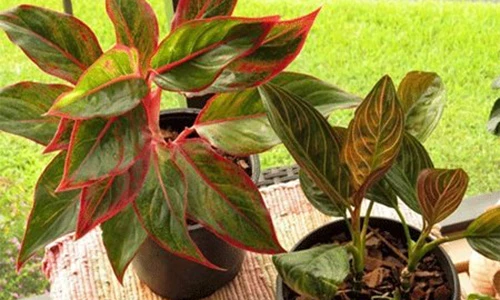 3 loại cây để bàn giúp chủ nhân thăng quan tiến chức ầm ầm 