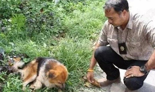 Chú chó đợi chủ bên đường quốc lộ suốt 7 tháng gây xúc động