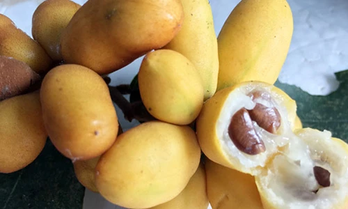 Lạ mắt cây dủ dẻ rừng quả vàng ươm, căng bóng từng chùm | Báo Tri thức và  Cuộc sống - TIN TỨC PHỔ BIẾN KIẾN THỨC 24H