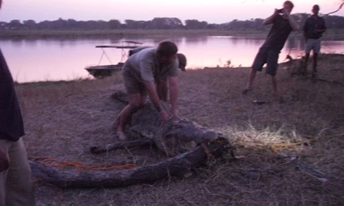 Hoàng tử Anh Harry lao vào giải cứu cá sấu châu Phi