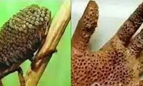 Thất kinh loài côn trùng gây bỏng da, tử vong trong vài ngày