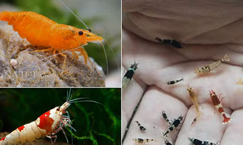 Dân Thủ đô dùng “vũ nữ 7 màu” để... mát xa