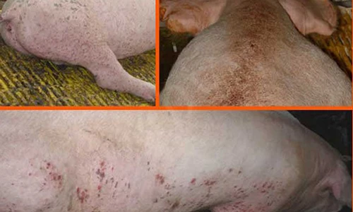 Vạch trần công nghệ “phù phép” thịt lợn bệnh thành... lợn Mán