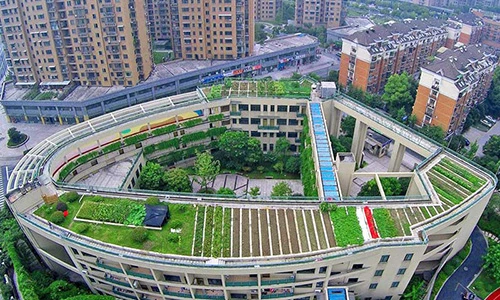 Trang trại rau xanh mướt trên nóc trường tiểu học