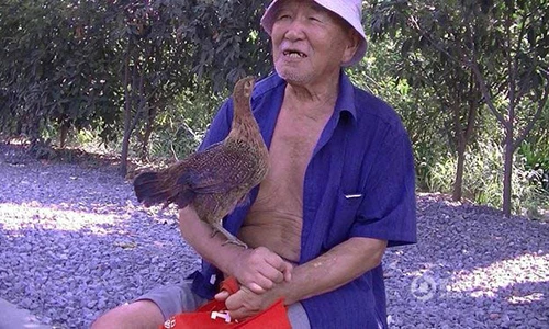 Kỳ lạ chuyện cụ ông 80 tuổi làm bạn với gà