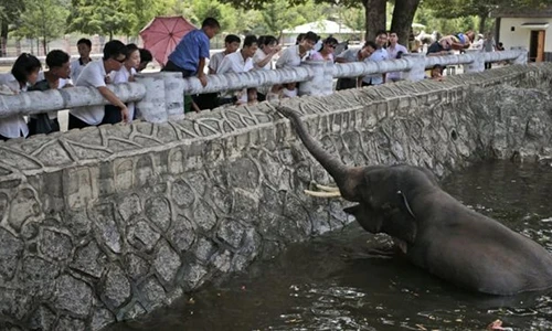 Điều kỳ lạ bên trong vườn bách thú Bình Nhưỡng