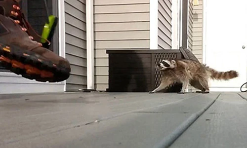 Thót tim cảnh gấu mèo cùng đường lao vào tấn công người