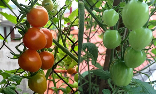 “Đã mắt” vườn rau sạch trên ban công của bà mẹ 7X