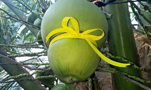 “Phù phép” biến hình hồ lô trong thế giới các loại quả