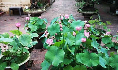 Ngẩn ngơ ngắm ngôi nhà phố Hà Nội ngập tràn sắc sen