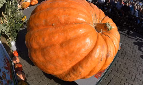 Giật mình trái bí khổng lồ 763kg ngỡ trong truyện cổ tích