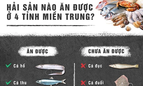 Infographic: Hải sản nào ăn được ở 4 tỉnh miền Trung?