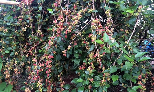 Cận cảnh cây dâu tằm khủng khiến ai cũng ngỡ ngàng