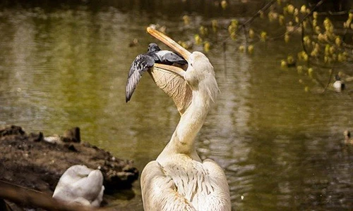 Bồ nông cả giận nuốt gọn bồ câu dám cướp cá