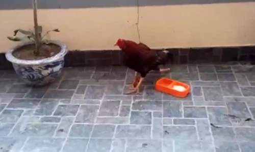 Cận cảnh gà 4 chân, trả 50 triệu đồng không bán