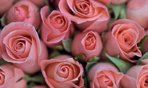 Tìm hiểu tính cách qua loài hoa yêu thích