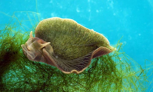 Loài "nửa thực vật, nửa động vật" duy nhất trên Trái đất