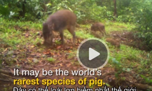 Cận cảnh loài lợn xấu xí và ít ỏi nhất hành tinh