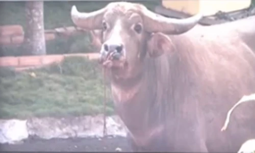 Dân Lâm Đồng liên tiếp bị 'trâu điên' húc