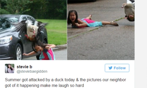 Lo sợ và tức cười xem bé gái 5 tuổi bị ngỗng tấn công