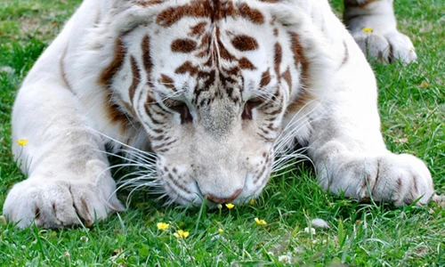 Khoảnh khắc đẹp khi động vật bị hoa quyến rũ