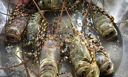 5 loại hải sản xứ Quảng cực hút du khách