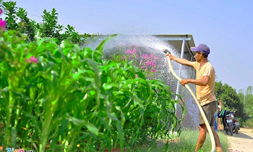 Nông dân biến lúa, bắp thành cây cảnh chơi Tết