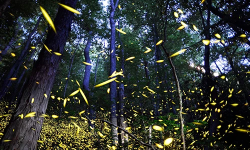 Những khu rừng đom đóm đẹp đến ngỡ ngàng