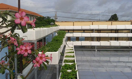 Vườn rau xanh mướt nuôi đủ cả nhà của bà mẹ 2 con