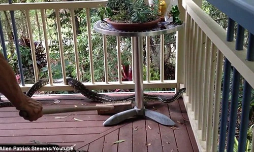 Xem người đàn ông dốc hết sức chiến đấu với con trăn