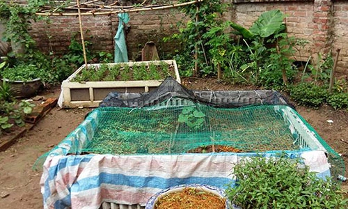 Chiêu "độc" mắc màn cho rau của nông dân phố