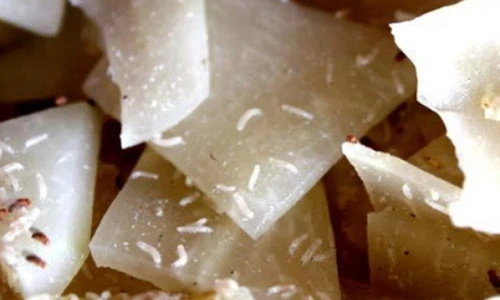 Khiếp đảm cảnh ruồi bu, dòi bò trên nồi mứt Tết