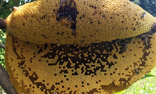 Xem "thợ săn ong rú" mình trần leo cây lấy mật