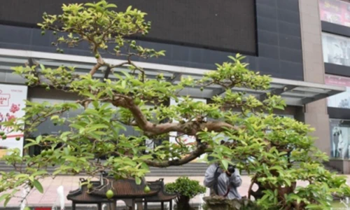 Siêu cây tiền tỷ dáng song hoành 70 năm tuổi đẹp tới cỡ nào?