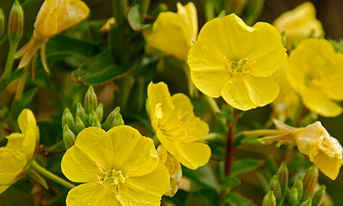 Top 10 loài hoa chỉ nở về đêm đẹp nhất trên thế giới