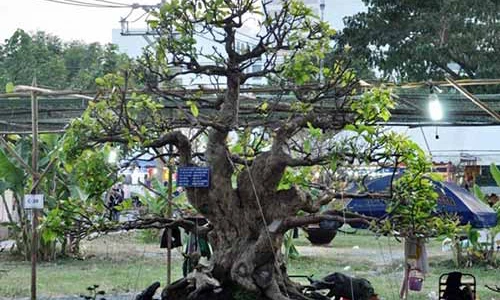 Choáng dàn lộc vừng gần chục tỷ đồng ở Sài Gòn